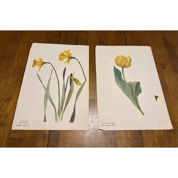 Flowers Drawn by Arlette Davids Text by Princess Bibesco prints Yellow  10x14” - Picture 1 of 9